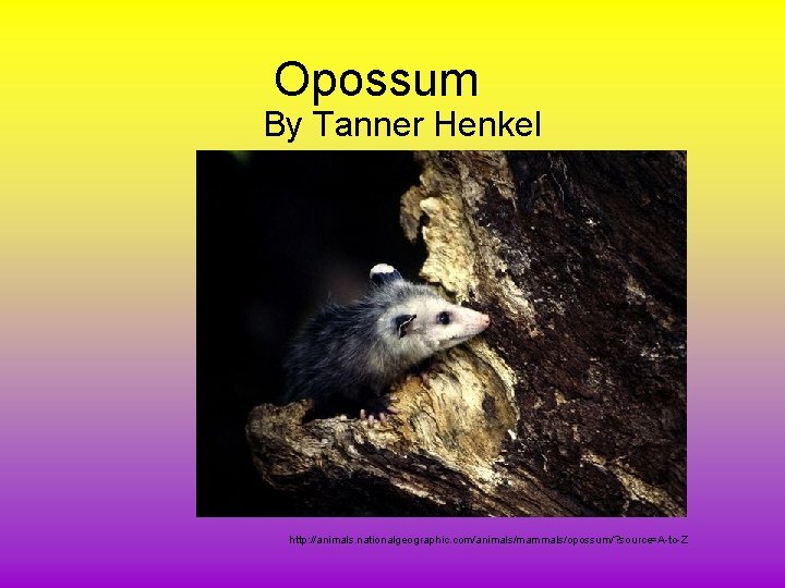 Opossum By Tanner Henkel http: //animals. nationalgeographic. com/animals/mammals/opossum/? source=A-to-Z 
