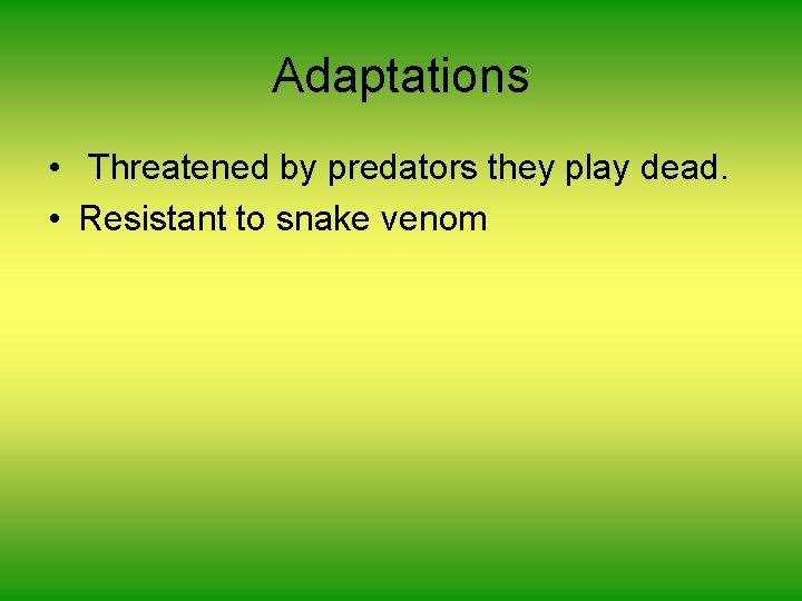 Adaptations • Threatened by predators they play dead. • Resistant to snake venom 