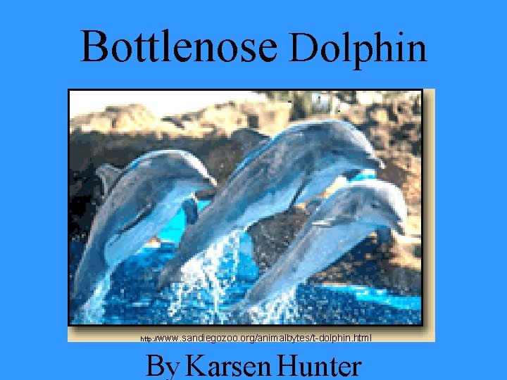 Bottlenose Dolphin http: //www. sandiegozoo. org/animalbytes/t-dolphin. html By Karsen Hunter 