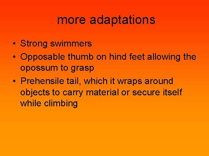 more adaptations • Strong swimmers • Opposable thumb on hind feet allowing the opossum