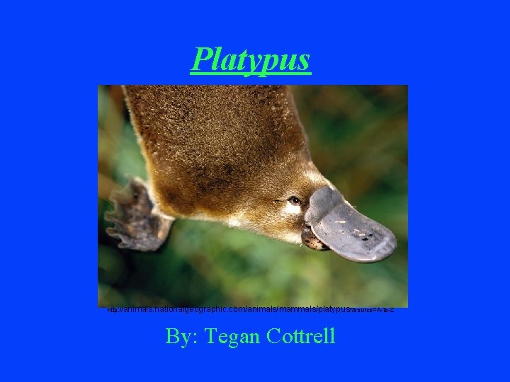 Platypus http: //animals. nationalgeographic. com/animals/mammals/platypus/? source=A-to-Z By: Tegan Cottrell 