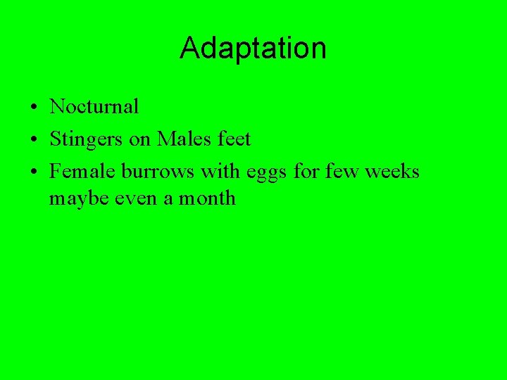 Adaptation • Nocturnal • Stingers on Males feet • Female burrows with eggs for