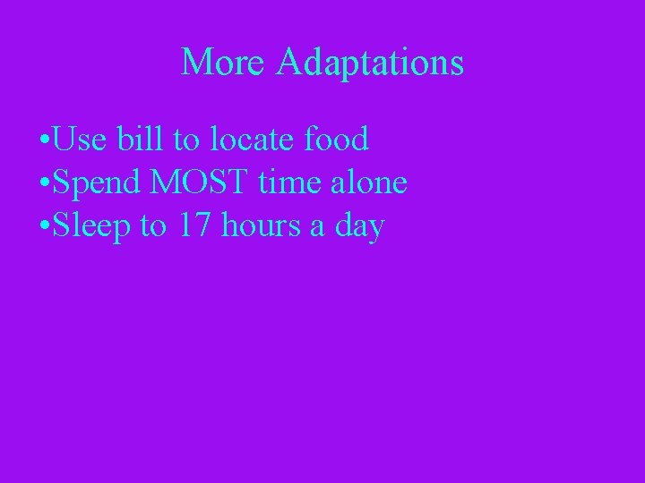 More Adaptations • Use bill to locate food • Spend MOST time alone •