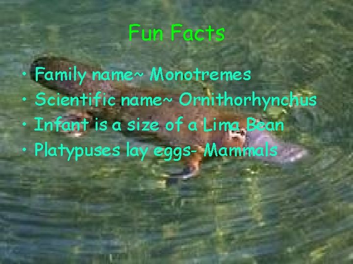 Fun Facts • • Family name~ Monotremes Scientific name~ Ornithorhynchus Infant is a size