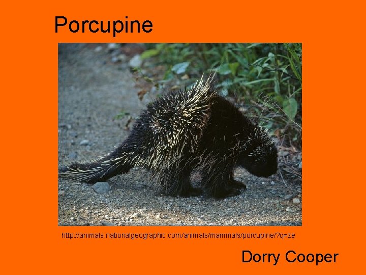 Porcupine http: //animals. nationalgeographic. com/animals/mammals/porcupine/? q=ze Dorry Cooper 