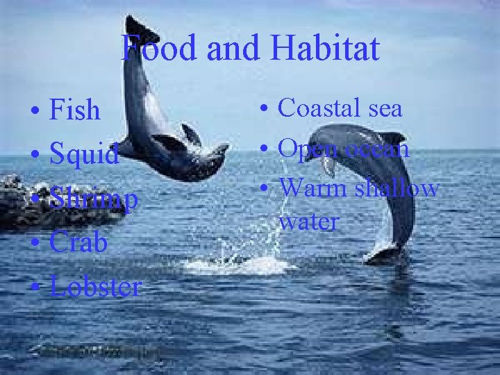 Food and Habitat • Fish • Squid • Shrimp • Crab • Lobster •