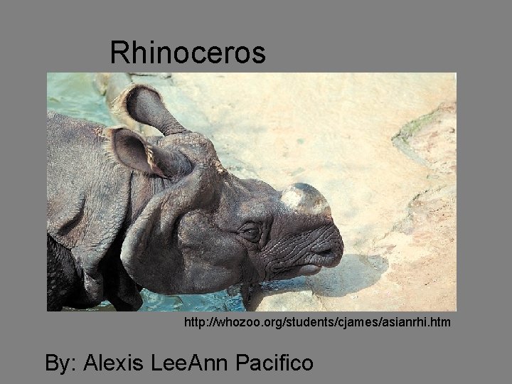 Rhinoceros http: //whozoo. org/students/cjames/asianrhi. htm By: Alexis Lee. Ann Pacifico 