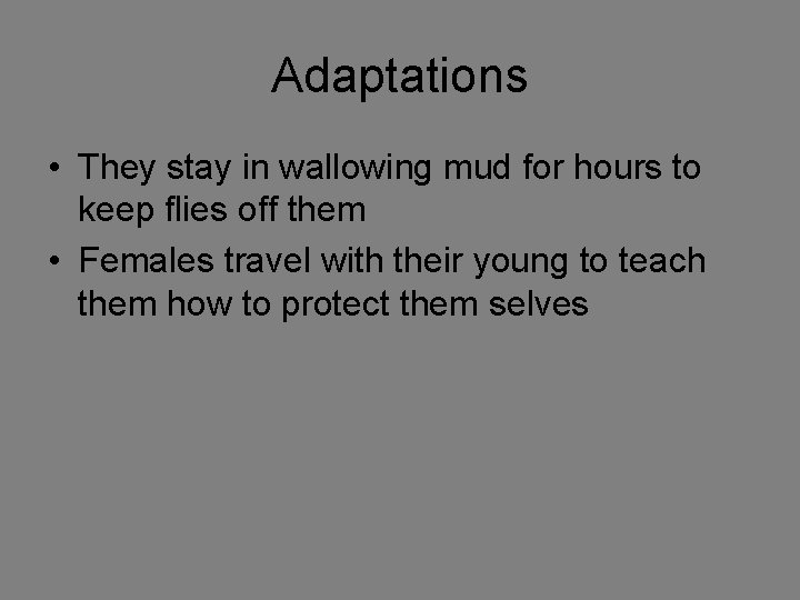 Adaptations • They stay in wallowing mud for hours to keep flies off them