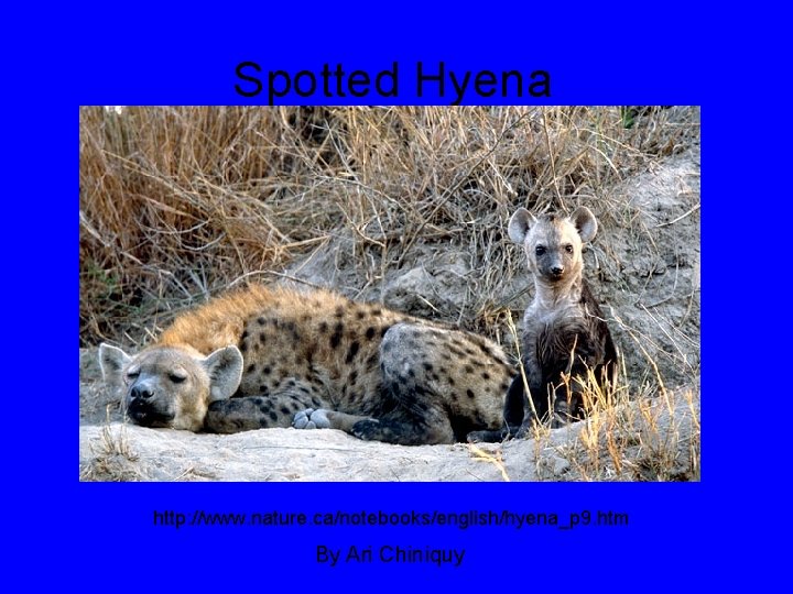 Spotted Hyena http: //www. nature. ca/notebooks/english/hyena_p 9. htm By Ari Chiniquy 