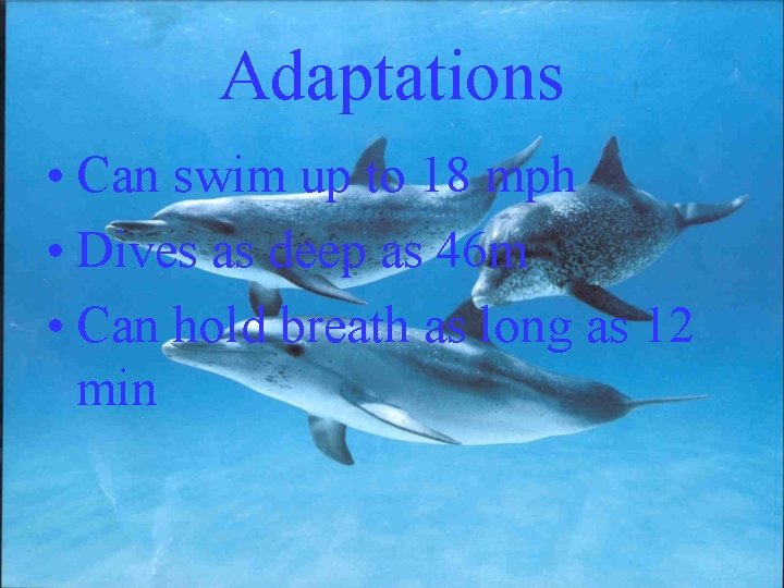 Adaptations • Can swim up to 18 mph • Dives as deep as 46