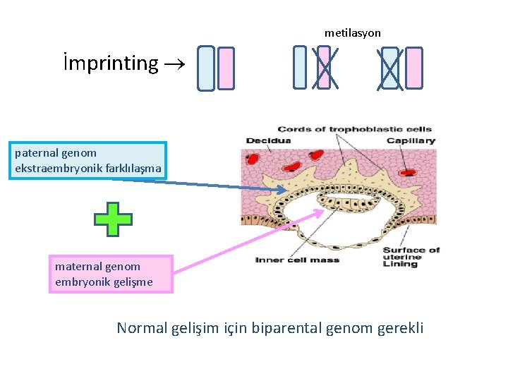 metilasyon İmprinting paternal genom ekstraembryonik farklılaşma maternal genom embryonik gelişme Normal gelişim için biparental