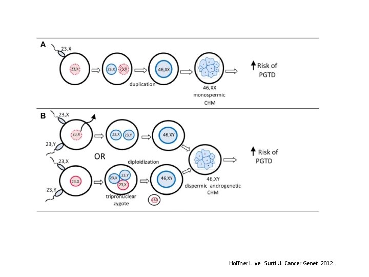 Hoffner L. ve Surti U. Cancer Genet. 2012 
