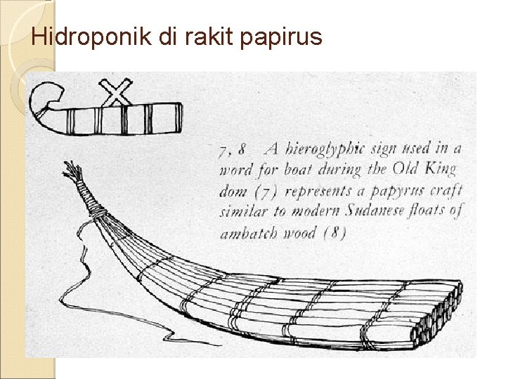 Hidroponik di rakit papirus 