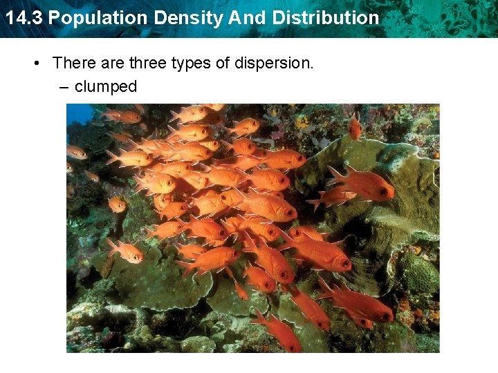 14. 3 Population Density And Distribution • There are three types of dispersion. –
