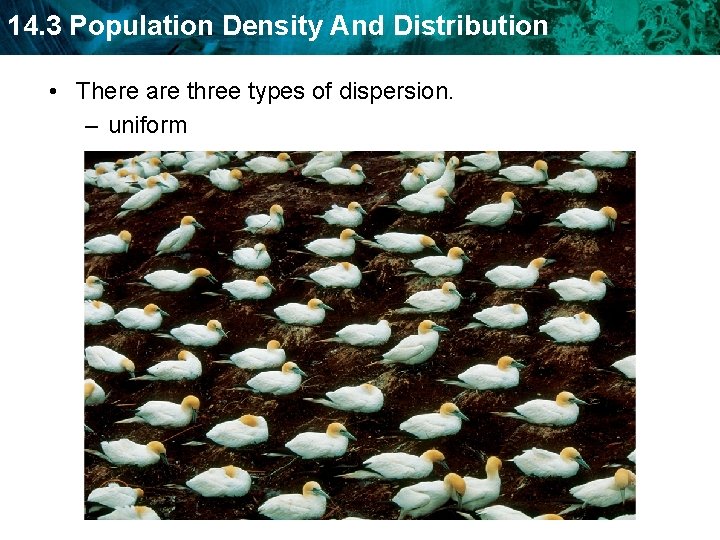 14. 3 Population Density And Distribution • There are three types of dispersion. –