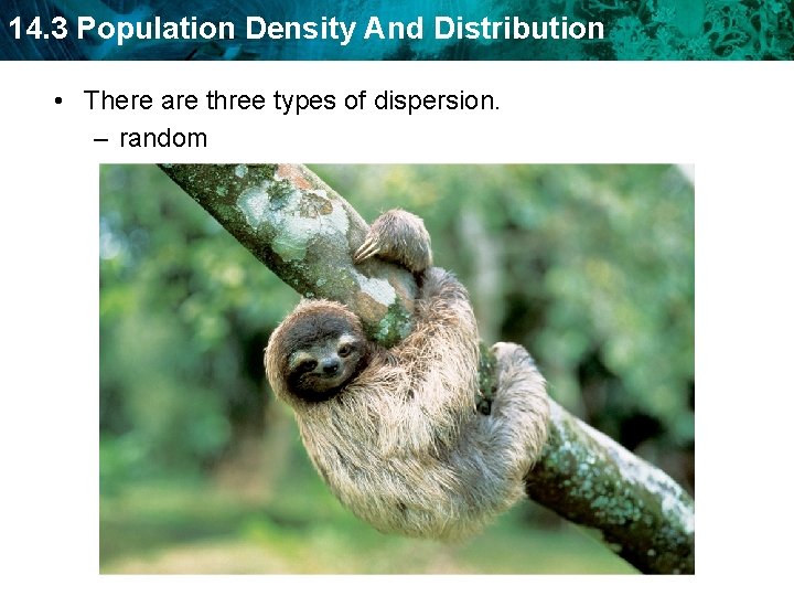 14. 3 Population Density And Distribution • There are three types of dispersion. –