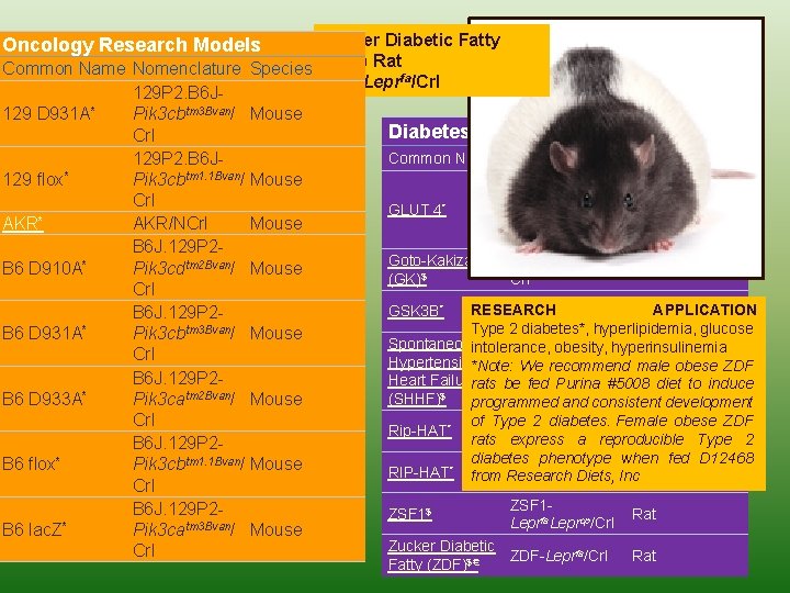 Zucker Diabetic Fatty Common Name Nomenclature Species (ZDF) Ratfa ZDF-Lepr /Crl 129 P 2.