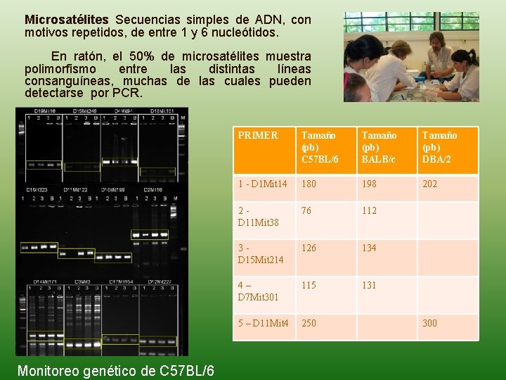 Microsatélites Secuencias simples de ADN, con motivos repetidos, de entre 1 y 6 nucleótidos.