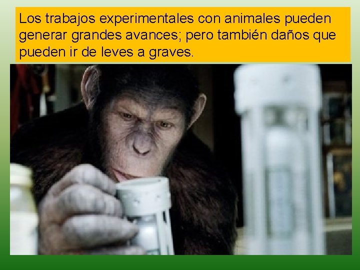 Los trabajos experimentales con animales pueden generar grandes avances; pero también daños que pueden
