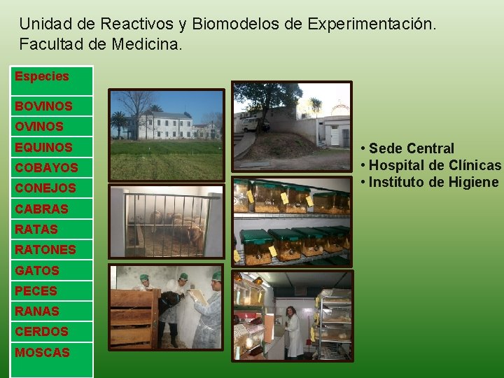 Unidad de Reactivos y Biomodelos de Experimentación. Facultad de Medicina. Especies BOVINOS EQUINOS COBAYOS