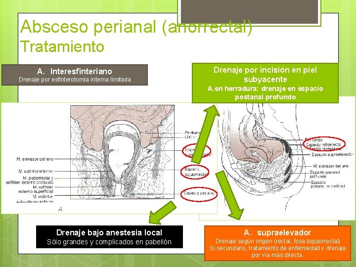 Absceso perianal (anorrectal) Tratamiento A. Interesfinteriano Drenaje por esfinterotomía interna limitada Drenaje por incisión