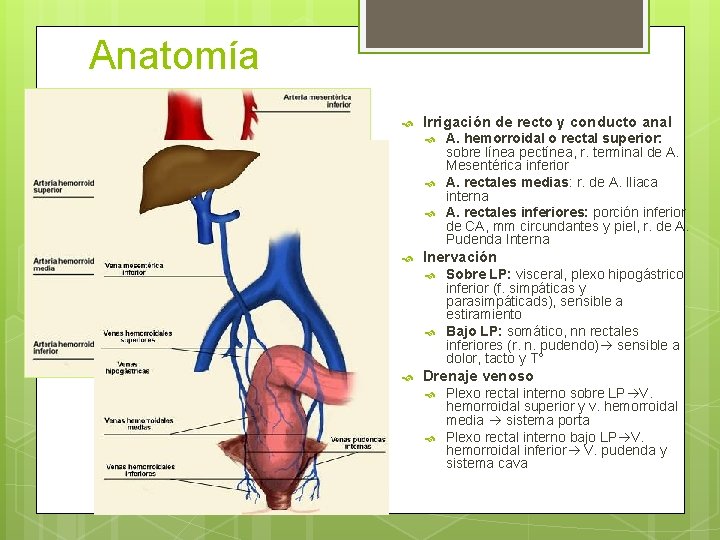 Anatomía Irrigación de recto y conducto anal Inervación A. hemorroidal o rectal superior: sobre