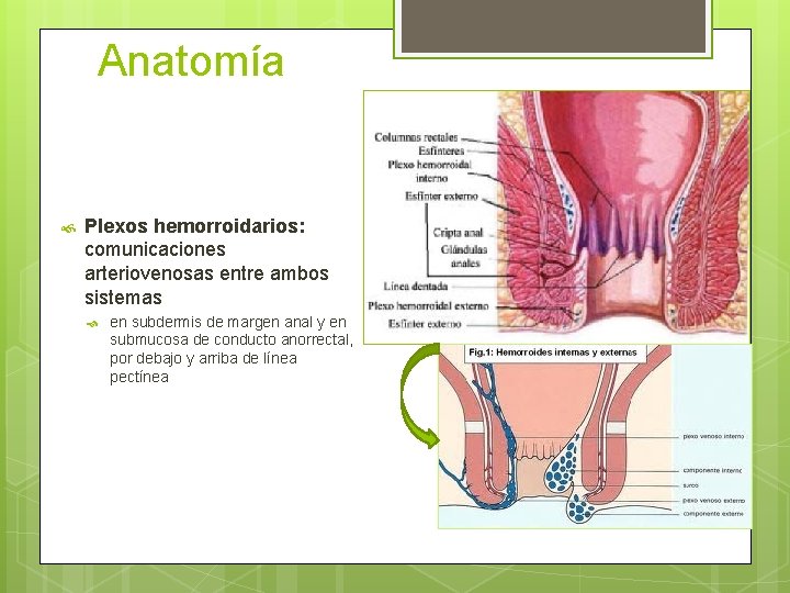 Anatomía Plexos hemorroidarios: comunicaciones arteriovenosas entre ambos sistemas en subdermis de margen anal y