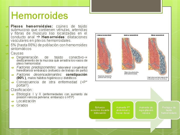 Hemorroides Plexos hemorroidales: cojines de tejido submucoso que contienen vénulas, arteriolas y fibras de