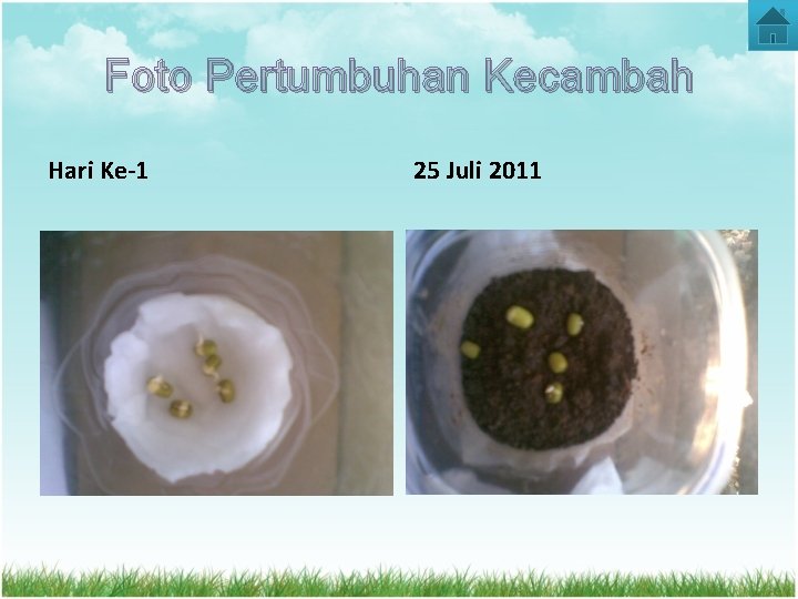 Foto Pertumbuhan Kecambah Hari Ke-1 25 Juli 2011 