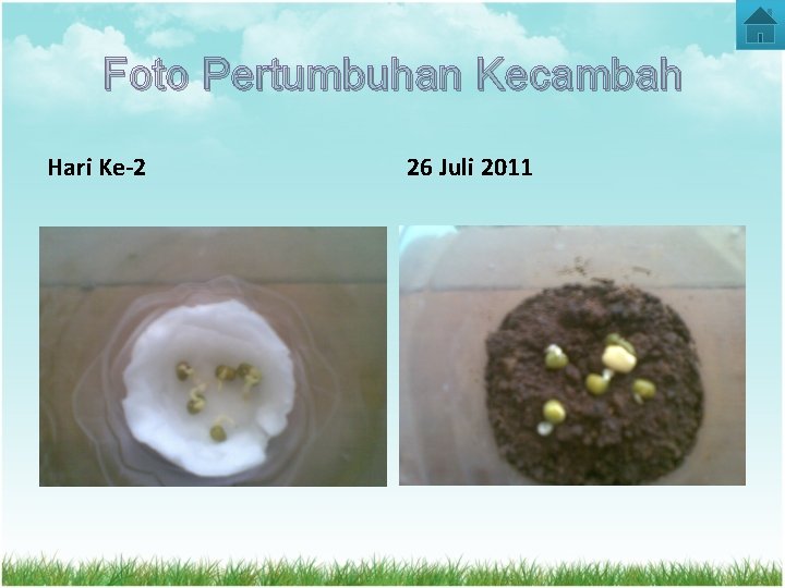 Foto Pertumbuhan Kecambah Hari Ke-2 26 Juli 2011 