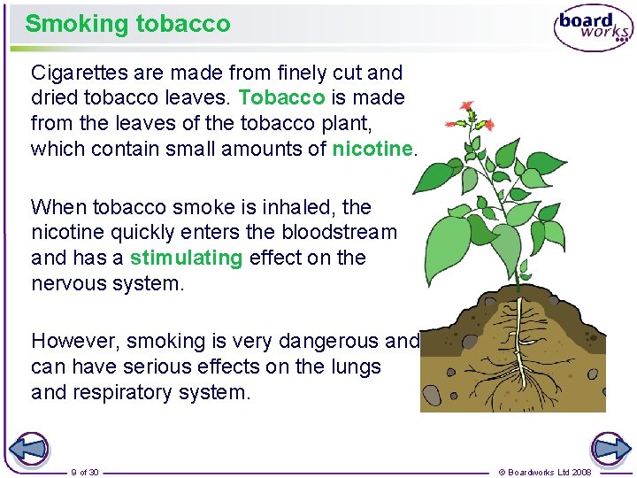 Smoking tobacco Cigarettes are made from finely cut and dried tobacco leaves. Tobacco is