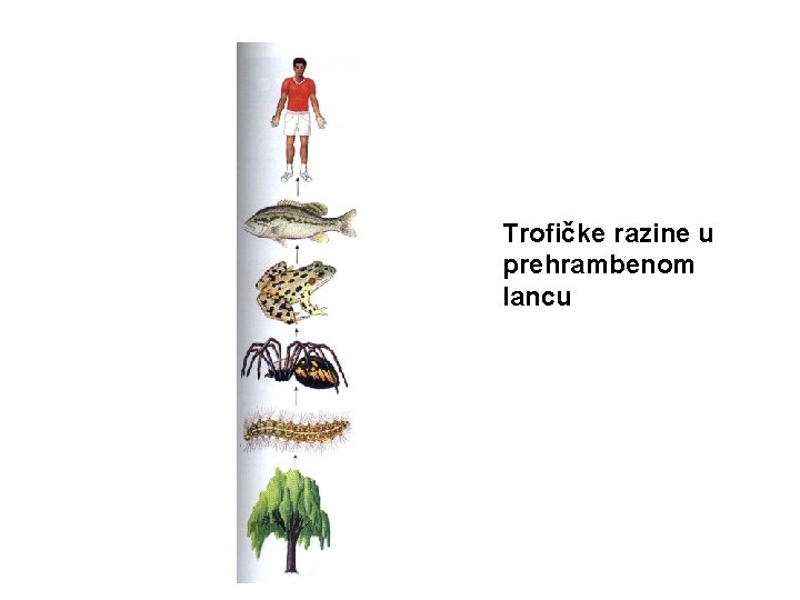 Trofičke razine u prehrambenom lancu 