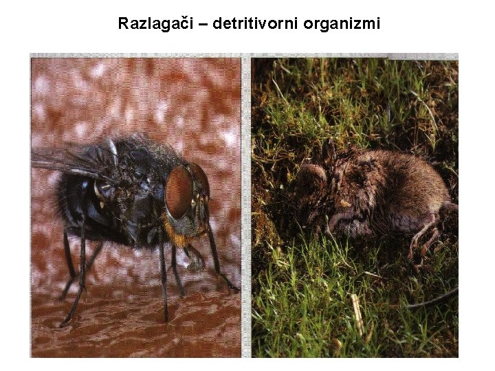 Razlagači – detritivorni organizmi 