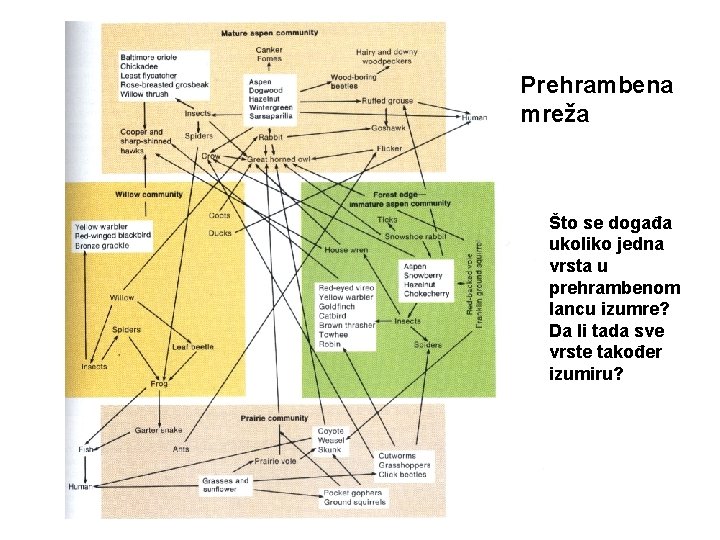 Prehrambena mreža Što se događa ukoliko jedna vrsta u prehrambenom lancu izumre? Da li