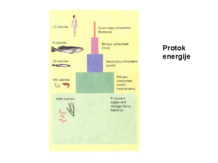 Protok energije 