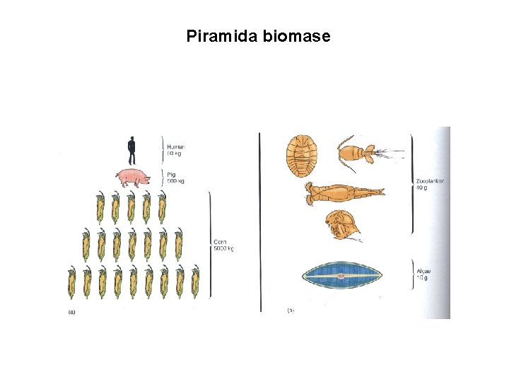 Piramida biomase 