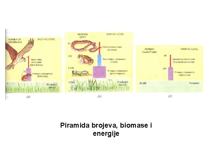 Piramida brojeva, biomase i energije 