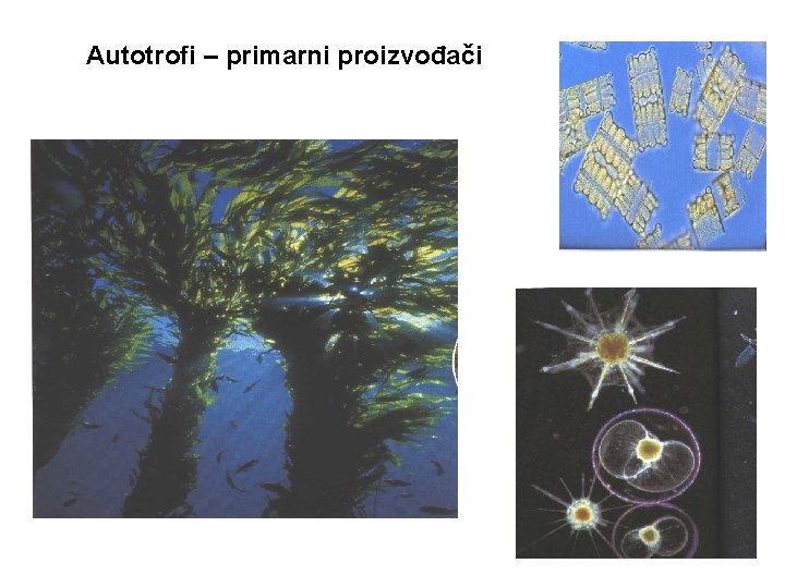 Autotrofi – primarni proizvođači 