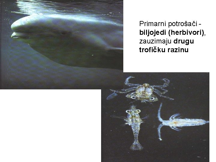 Primarni potrošači biljojedi (herbivori), zauzimaju drugu trofičku razinu 