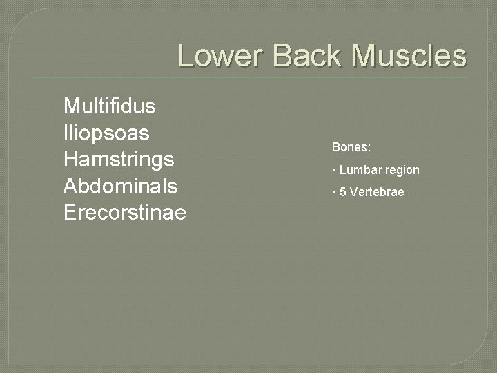 Lower Back Muscles Multifidus Iliopsoas Hamstrings Abdominals Erecorstinae Bones: • Lumbar region • 5