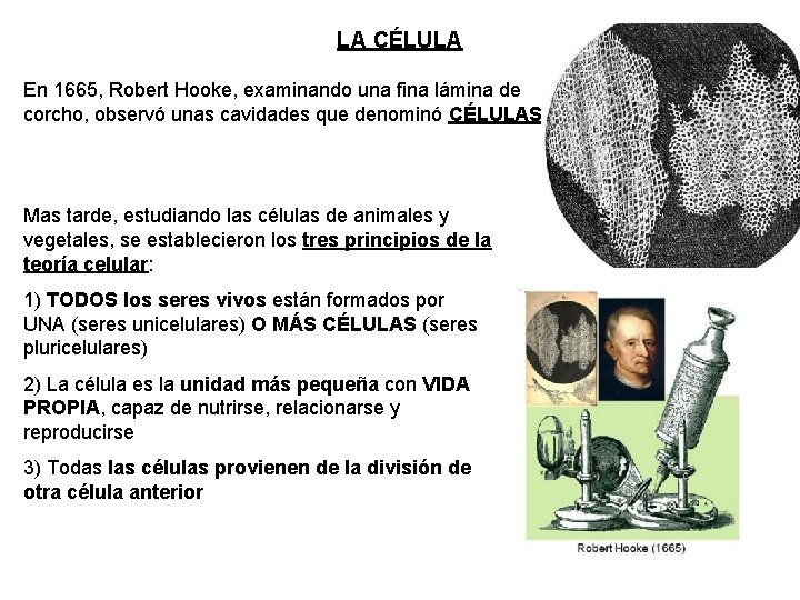 LA CÉLULA En 1665, Robert Hooke, examinando una fina lámina de corcho, observó unas