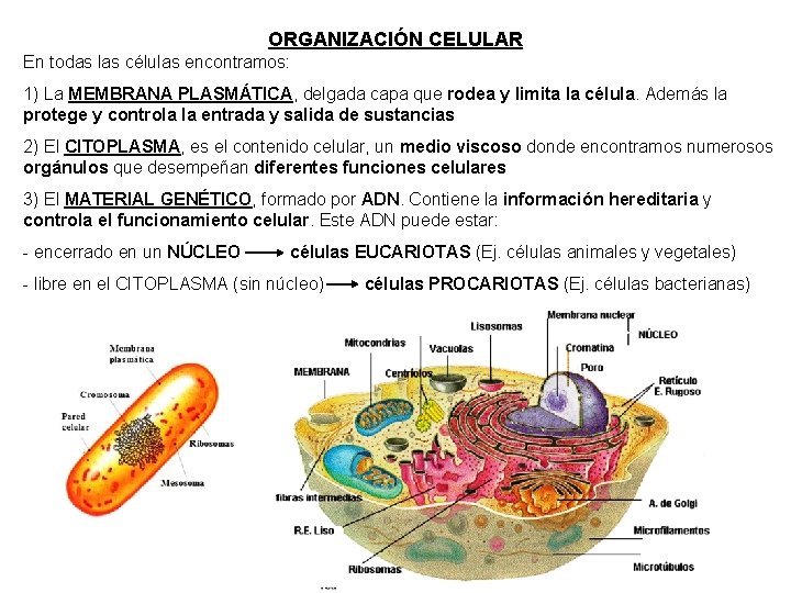 ORGANIZACIÓN CELULAR En todas las células encontramos: 1) La MEMBRANA PLASMÁTICA, delgada capa que