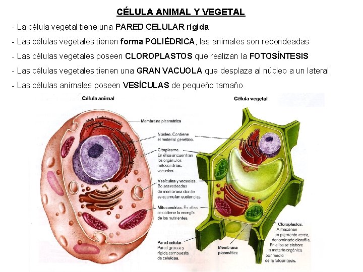 CÉLULA ANIMAL Y VEGETAL - La célula vegetal tiene una PARED CELULAR rígida -