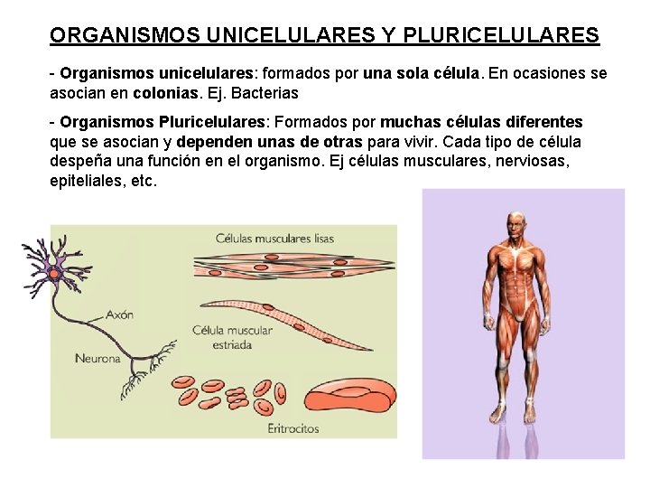 ORGANISMOS UNICELULARES Y PLURICELULARES - Organismos unicelulares: formados por una sola célula. En ocasiones