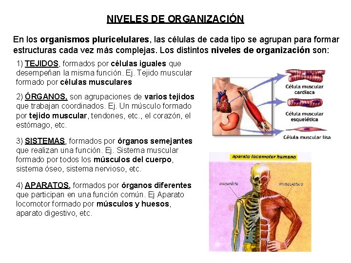 NIVELES DE ORGANIZACIÓN En los organismos pluricelulares, las células de cada tipo se agrupan