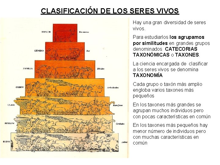 CLASIFICACIÓN DE LOS SERES VIVOS Hay una gran diversidad de seres vivos. Para estudiarlos