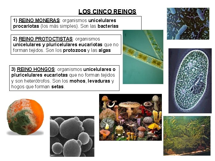 LOS CINCO REINOS 1) REINO MONERAS: organismos unicelulares procariotas (los más simples). Son las