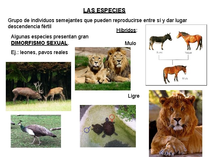 LAS ESPECIES Grupo de individuos semejantes que pueden reproducirse entre sí y dar lugar