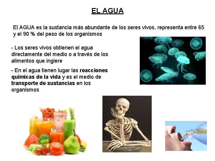 EL AGUA El AGUA es la sustancia más abundante de los seres vivos, representa