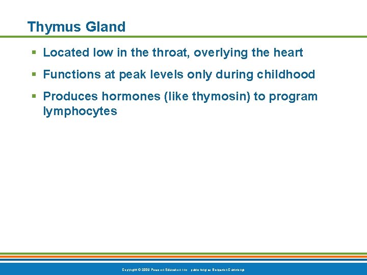 Thymus Gland § Located low in the throat, overlying the heart § Functions at